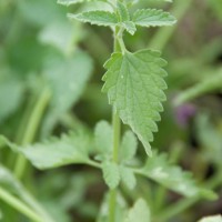 Catmint